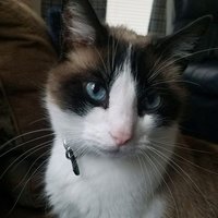 beccakittybearisback (@beccakittybear4) 's Twitter Profile