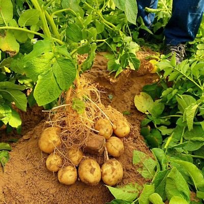 cong_sen88206's profile picture. Mineral Innovator & Sustainable Agribusiness Leader. We own & operate the Ulan Tea Crystal Stone mine, producing premium raw materials for ceramic