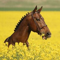 Ⓜ Obsevydial Ⓜ (@obsevydial) 's Twitter Profile Photo