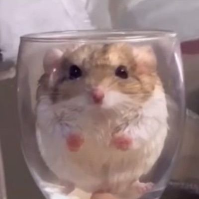 zhengzhengckan's profile picture. allhanul (not all of them actually, there were just too many so i decided to put them all together)