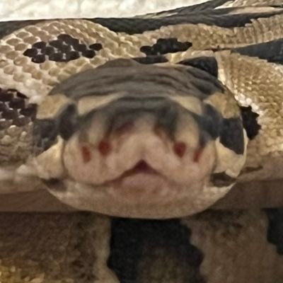 yukikiphone_'s profile picture. ボールパイソンさんにハマった人です🔰無言フォロー失礼します🙇‍♀️