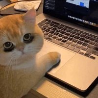 b🐝🍉🇵🇸 (@hesitantbee) 's Twitter Profile