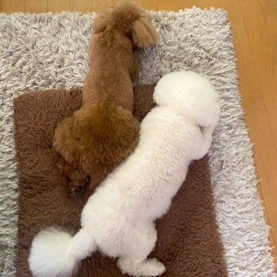 akichoko0414's profile picture. Number_i、ONE OK ROCK、 Love キンプリ見守り組、いつか海人くんと紫耀くん、二人のダンス見れる日を夢見てる。