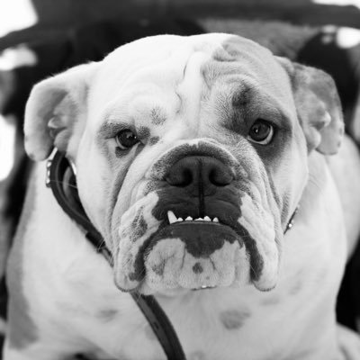 PelsjagersFC's profile picture. 