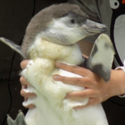 mushi_natto's profile picture. 意識低い系です。ヒーローショーや動物園水族館に時々出没したり、謎の感染予防対策や謎に臭う日用品に呪詛を吐いたり、アラヤツーリストをママチャリ運用したり、ミャクミャクくんに洗脳されていたり、その日の気分で同人活動を行っています。　天安門事件