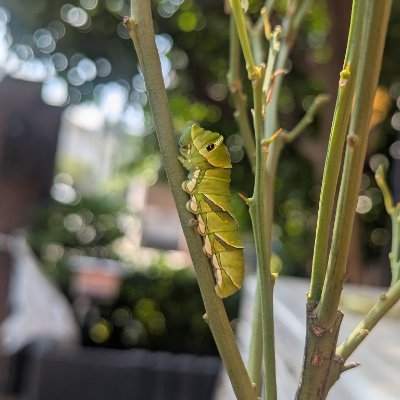 Shinobu834's profile picture. 