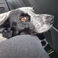 TheStarryBones (@thestarrybones) 's Twitter Profile