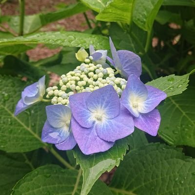 日常多めの雑多垢/悩み多め/職歴20以上/社交不安障害/鬱病/頭部顔面多汗症/動物好き(特に猫🐱)/INFJ/イイネ→共感や応援の意味を込めて🙇🏻♀️