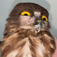 zhong (@springandyou) 's Twitter Profile