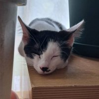 猫の「ねむ」を探しています (@nemuniko0605) 's Twitter Profile Photo 猫の「ねむ」を探しています (@nemuniko0605) 's Twitter Profile Photo