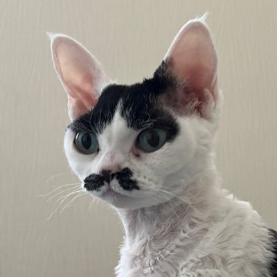 Heduxar's profile picture. 