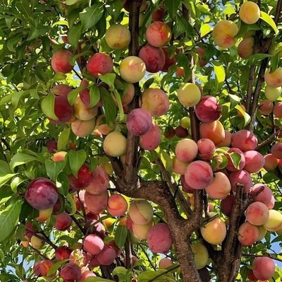 jejamiel's profile picture. baca au tiap hari🌸🤏🏻