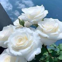 niki (@ghamar1sh) 's Twitter Profile
