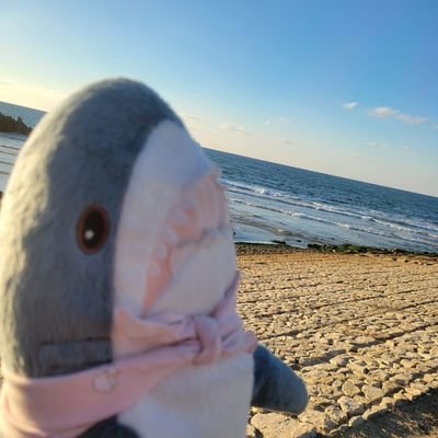 kantoku_hukukan's profile picture. IKEAのサメだけを見たいだけの垢／
13匹のさめさめズと暮らしています／
飼い主はメンタル弱者です優しくしてね