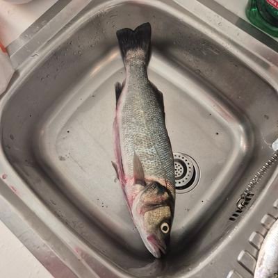 Borja54392170's profile picture. 