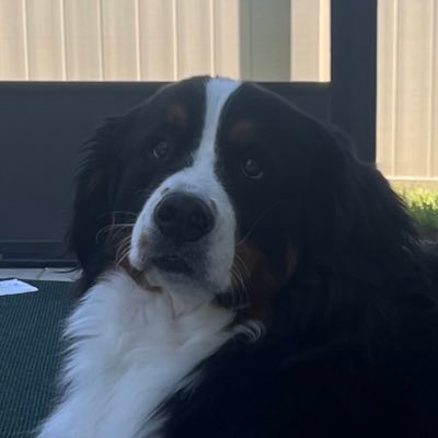 I like College Football. And Video Games. And Bernese Mountain Dogs.