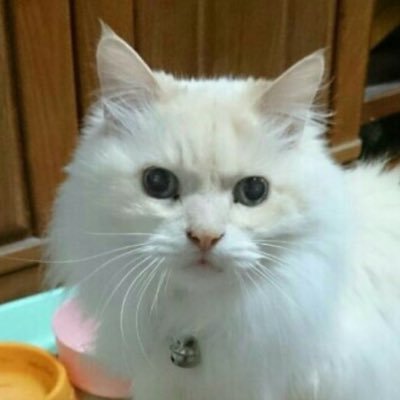 miyavi_paru's profile picture. 岩手32 バスケ🏀 ダーツ🎯 Alice×Alice秋葉原に沼り中 日向坂 小坂菜緒🦖 #浦島坂田船 志麻さん推し