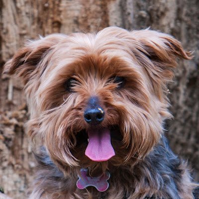 AmandaDogDaisy's profile picture. 