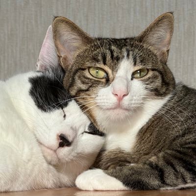 Webマーケティング|広告代理店(toCマーケ)←事業会社(toBマーケ)←広告運用|保護猫2匹|カラオケ、梶浦由紀、倉木麻衣、ジン
