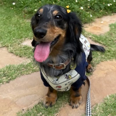 Tulip08Bear05's profile picture. The fandom where the sun never sets🌞