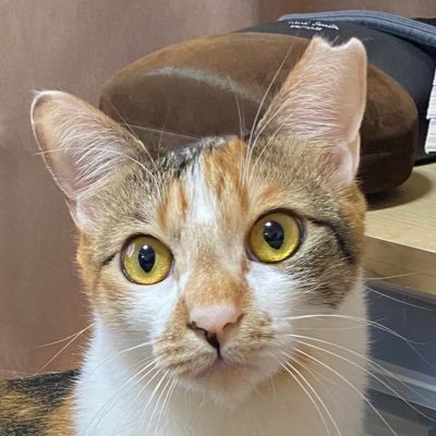 yuhmicho's profile picture. 愛猫ときどき将棋。基本、うちのにゃんこがどれだけ可愛いかしか呟きません。みみ♀18歳🌈ゆう♂11歳みちょ♀2歳