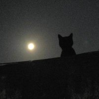 Narciso (@tokonarciso) 's Twitter Profile