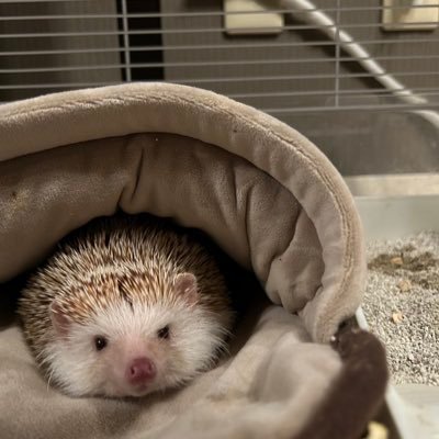 kobutamaru1217's profile picture. 社会福祉士/公認心理師/福祉住環境コーディネーター2級/グリーフケアリテラシー検定/アニマルコミュニケーション士/動物インストラクター/自死遺族🐰🌟 #自死遺族 #死別 #グリーフケア #うさぎのいる暮らし