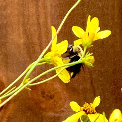 blissingmeliss's profile picture. 🌬️❄️💕📿🌈💛