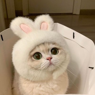 ₍^. .^₎⟆ @khunppol 🐈⬛ ྀི⋆˚࿔
⋆✿ 🐕 𝚗𝚘𝚋𝚋𝚢 @alan_pasawee 🍒
🌸🐾 𝚌𝚑𝚒𝚋𝚒 ᵐᵉᵒʷˎˊ˗ @Hirunkit_ ᢉ𐭩
୭ ˚. ᵎᵎ ૮ ´ ᵕˋъ𝗈𝗑 @skywongraveee 🦮
