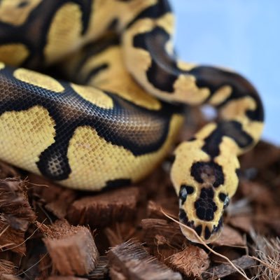 royal70063's profile picture. 
