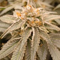 Led Seed junkie (@led_seed_junkie) 's Twitter Profile