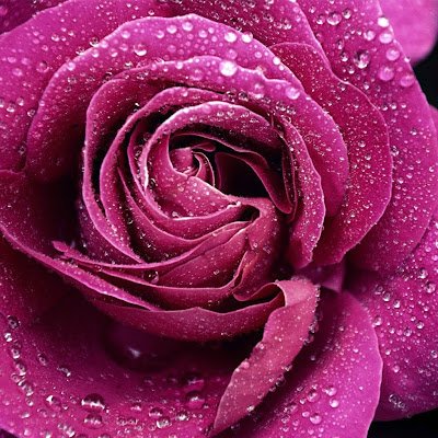 ghosh_megha73's profile picture. 