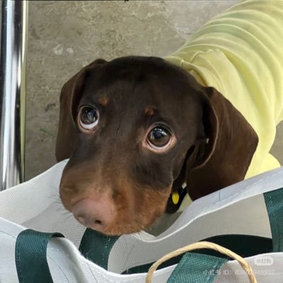 ggoofsjs's profile picture. 구독계