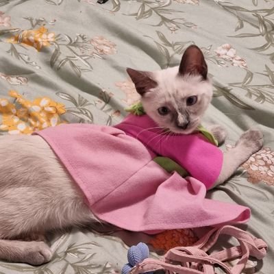 Don_Narciso_'s profile picture. Un adc andando por la grieta