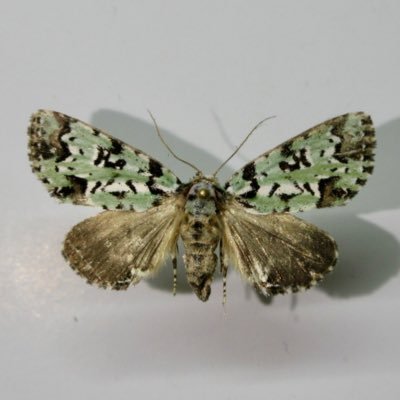 昆虫(特に鱗翅目)、両生類、爬虫類、鳥類好きのド初心者です。投稿(虫メイン)は来年から開始予定です。無言フォロー失礼いたします。