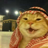 Woolf (@woolfcall) 's Twitter Profile