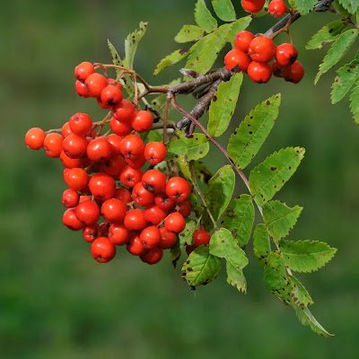 myRowanVale's profile picture.