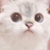 noth (@nothzard) 's Twitter Profile Photo