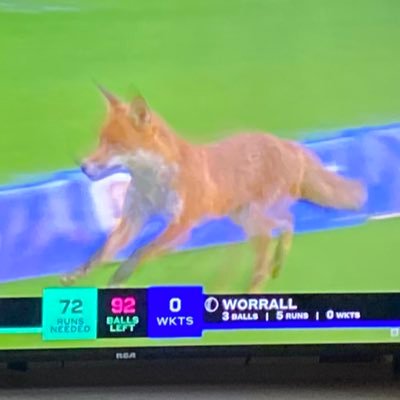 thehundredfox's profile picture. 