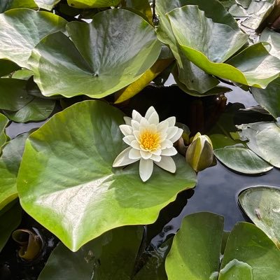 horaaman2025's profile picture. 2y🦖0y🦕一歳半差兄弟の母🇯🇵🇩🇪国際結婚、🇩🇪で育休取得中、現在隣国🇧🇪住。留学→就職→結婚→出産を経て在欧14年目、、絶賛子育て中😇元酒飲み(卒乳後再開予定)子宮頚がん検診を全力でおすすめする人、頭痛持ち🤯疲れているのでネガティブ多めです