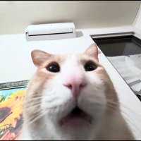 邮寄吧咋滴了啊 (@momo1583853) 's Twitter Profile Photo