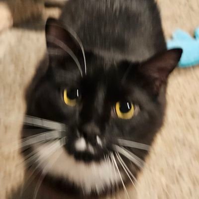 spicybumblebee2's profile picture. leona lion/doodle on np