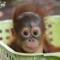 david attenbum (@minijampad) 's Twitter Profile Photo