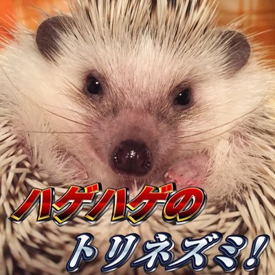 あっアフゴォ♡ 石と馬 闘魂注入 金が飛ぶ🦔ルチル♂2015.10〜🌈2020.10 🏇🔑:hinandayoAfngo青空:hedgehogngo 光復香港・臺灣獨立