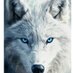 White wolf 🐺 (@odinsontho) Twitter profile photo White wolf 🐺 (@odinsontho) Twitter profile photo
