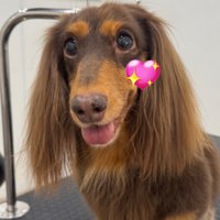 dog (@hlpt_dog18) 's Twitter Profile