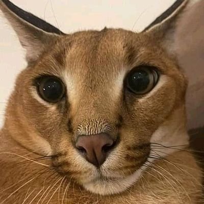 DHaidagust's profile picture. Voltei (Só pra Observar mesmo)
|
Another Brazilian Guy  🇧🇷/🇺🇸 and Little 🇪🇸 (Just the Basic)