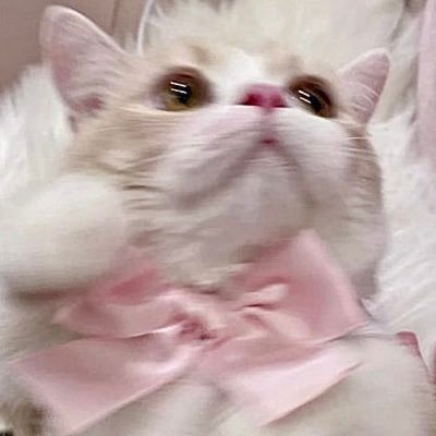 luna_purrsoul's profile picture. 夜の静けさに耳をすませると、
心の声がそっと聞こえてくる🌙🐈‍⬛