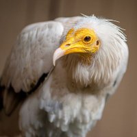 Vulture Posting (@vultureposter) 's Twitter Profile Photo Vulture Posting (@vultureposter) 's Twitter Profile Photo
