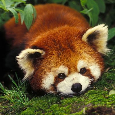 Pandaconfou's profile picture. 